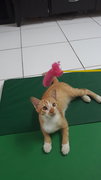 Teh Tarik - Domestic Short Hair Cat