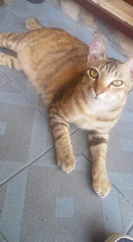 Tiger - Domestic Short Hair Cat