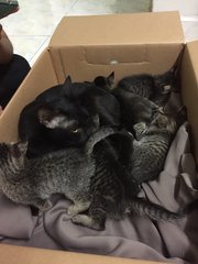 Mama Cat And Kittens - Domestic Short Hair + Tabby Cat