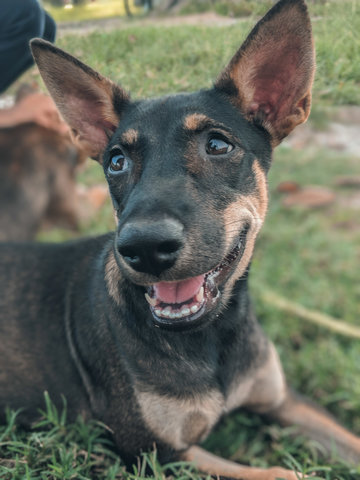 Skye - Mixed Breed Dog