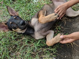 "I love belly rubs"