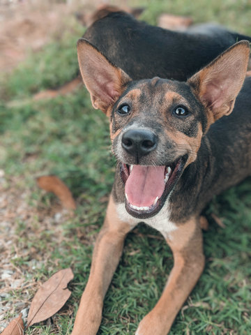 Blue - Mixed Breed Dog