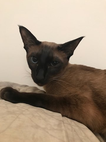 Kai - Siamese Cat