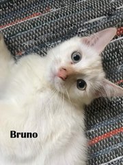 Bruno - Domestic Medium Hair Cat