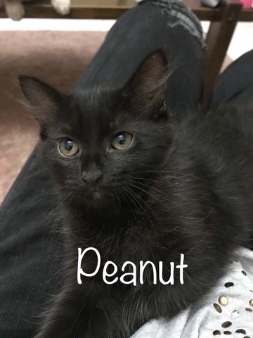 Peanut - Domestic Short Hair Cat