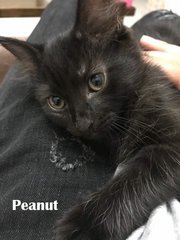 Peanut - Domestic Short Hair Cat