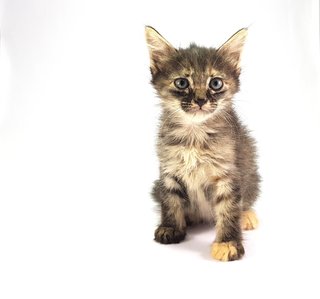 Tigerr - Domestic Long Hair Cat