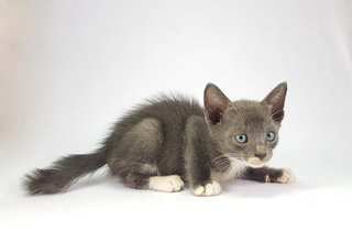 Russiangray - Domestic Short Hair Cat