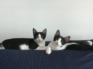 Bambi &amp; Radar - Domestic Short Hair Cat