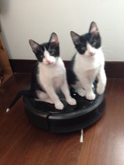 Bambi &amp; Radar - Domestic Short Hair Cat