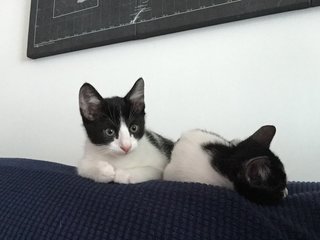 Bambi &amp; Radar - Domestic Short Hair Cat