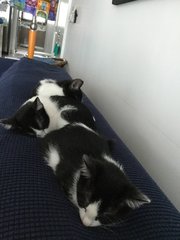 Bambi &amp; Radar - Domestic Short Hair Cat