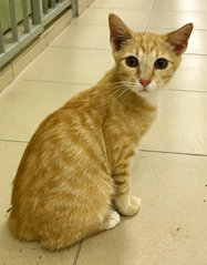 Gingerboy - Domestic Short Hair Cat