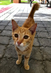 Gingerboy - Domestic Short Hair Cat