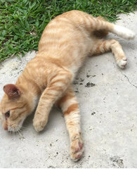 Gingerboy - Domestic Short Hair Cat