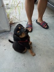 Cong Cong  - Mixed Breed Dog