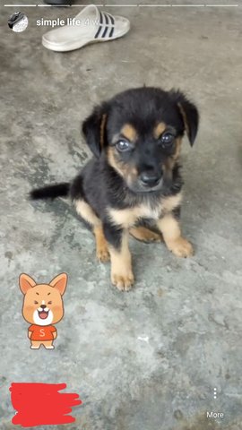 Cong Cong  - Mixed Breed Dog