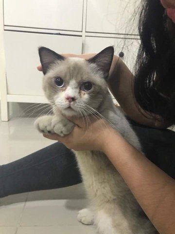 Monkey - Persian + Siamese Cat