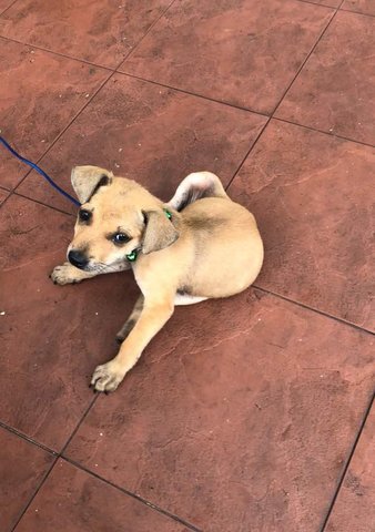 Puffy - Mixed Breed Dog