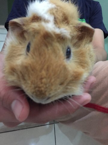 Memo, Cookie &amp; Kiko - Guinea Pig Small & Furry