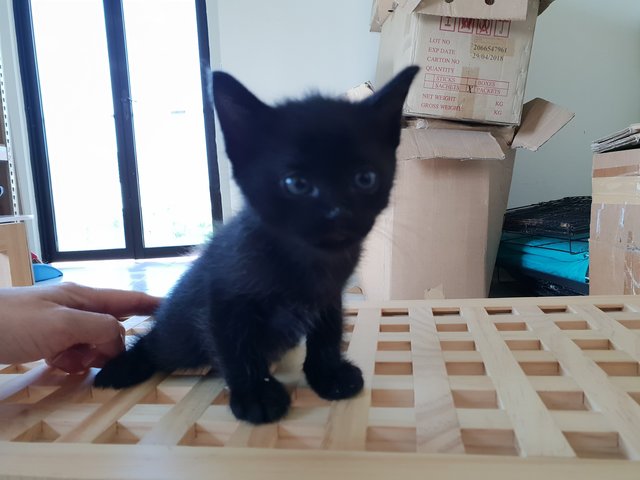 Black Knights Kittens - Domestic Short Hair Cat