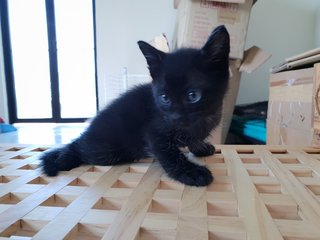 Black Knights Kittens - Domestic Short Hair Cat