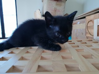 Black Knights Kittens - Domestic Short Hair Cat