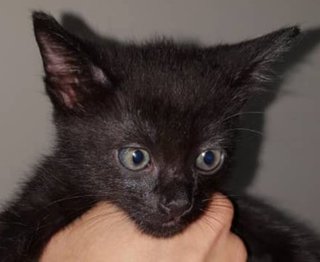 Black Knights Kittens - Domestic Short Hair Cat