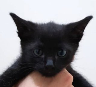 Black Knights Kittens - Domestic Short Hair Cat