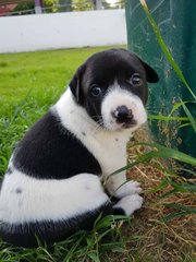 Moly - Mixed Breed Dog