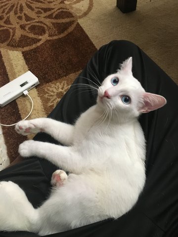 Sky - Turkish Angora + Domestic Short Hair Cat