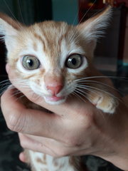 Ellow - Oriental Short Hair Cat