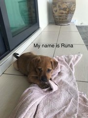 Runa 