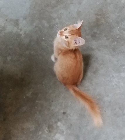 Black Beauty, Happy Golden &amp; Rose - Domestic Long Hair Cat