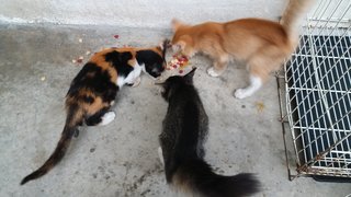 Black Beauty, Happy Golden &amp; Rose - Domestic Long Hair Cat