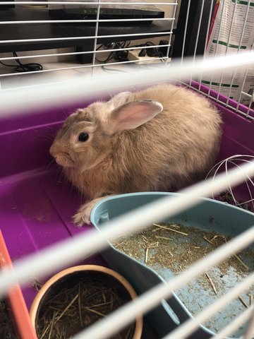 Theodore - Angora Rabbit Rabbit