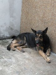 Rocky - German Shepherd Dog Dog