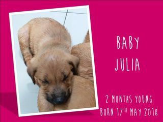 Baby Julia - Mixed Breed Dog