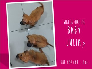 Baby Julia - Mixed Breed Dog