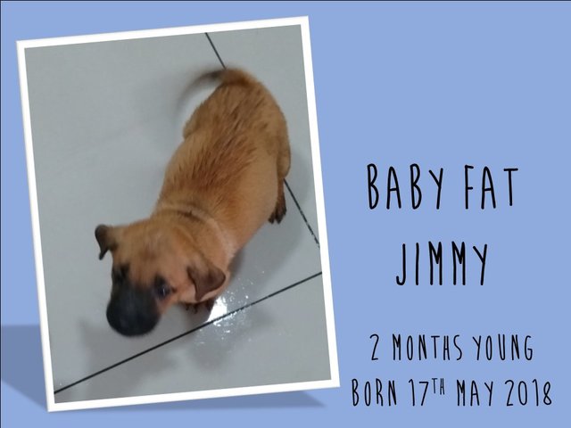 Baby Fat Jimmy - Mixed Breed Dog