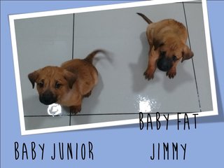 Baby Fat Jimmy - Mixed Breed Dog