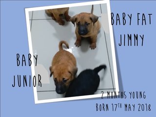 Baby Fat Jimmy - Mixed Breed Dog