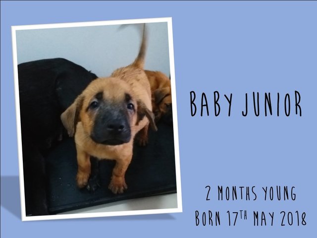 Baby Jimmy - Mixed Breed Dog