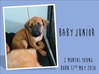 Baby Jimmy - Mixed Breed Dog