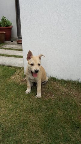 Crystal - Mixed Breed Dog