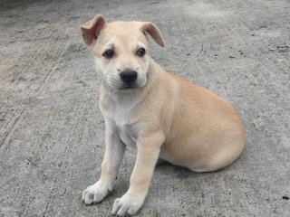 Crystal - Mixed Breed Dog