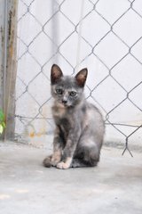 Lemang - Domestic Short Hair Cat