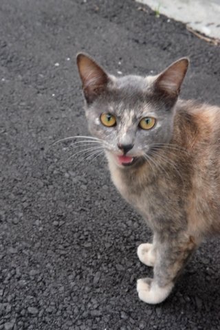 Lemang - Domestic Short Hair Cat