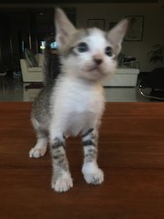 Badger (boy) - ADOPTED