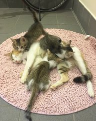 Honey is a saint! - ADOPTED